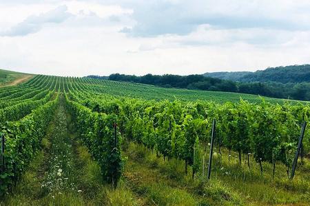Az Árpádok nyomában az Etyek-Budai borvidéken